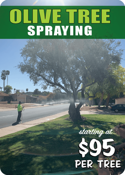 Olive Tree Spraying Service